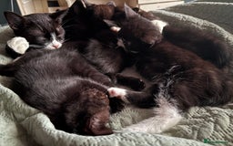 American Shorthair cats for sale: 5 black and white kittens for forever home - Image 1