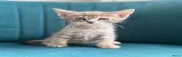 Maine Coon cats for sale: *Ready Now* Maine Coon X - Advert 14