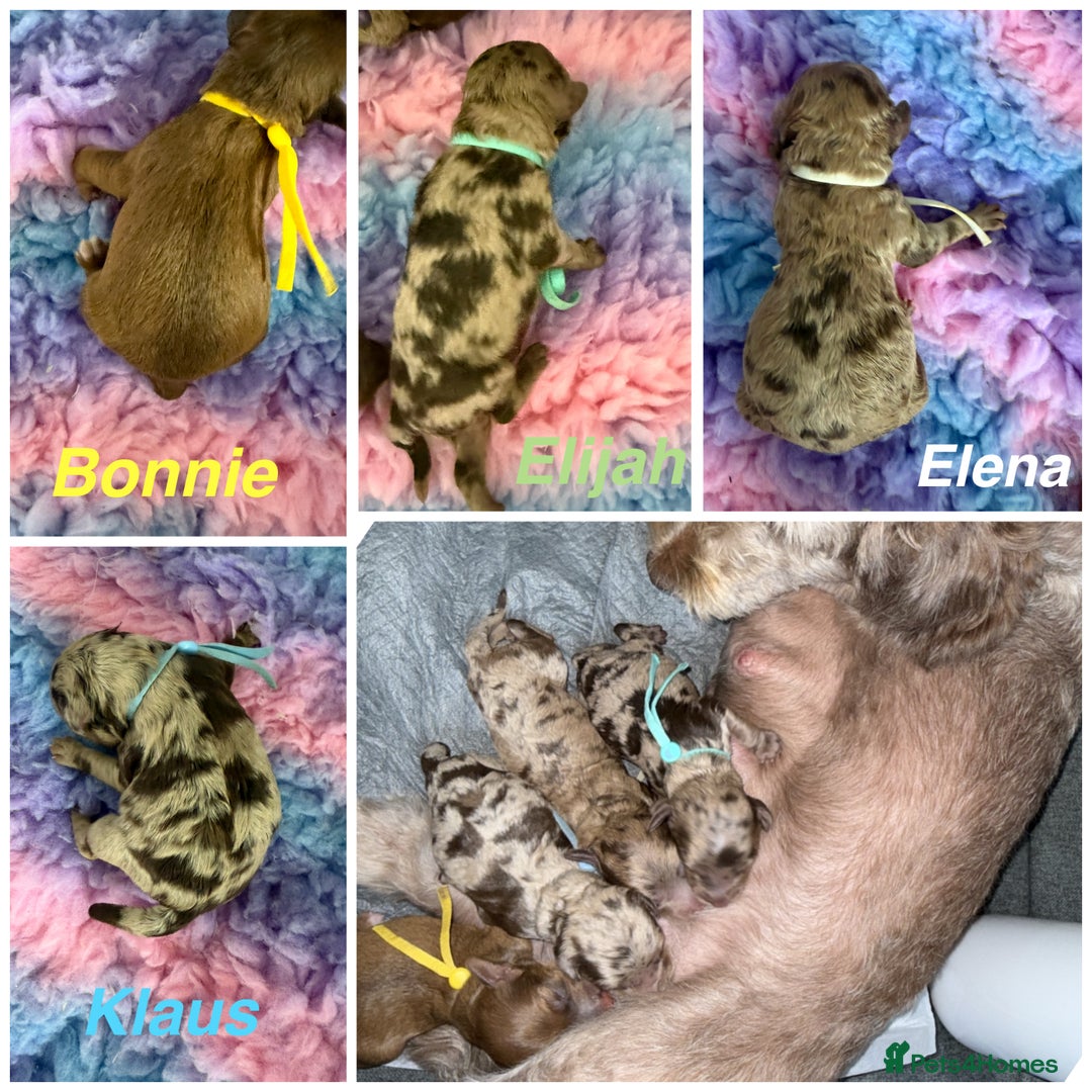 Cockapoo dogs for sale: F2bb Cockapoo Chocolate Merle Puppies  - Image 2