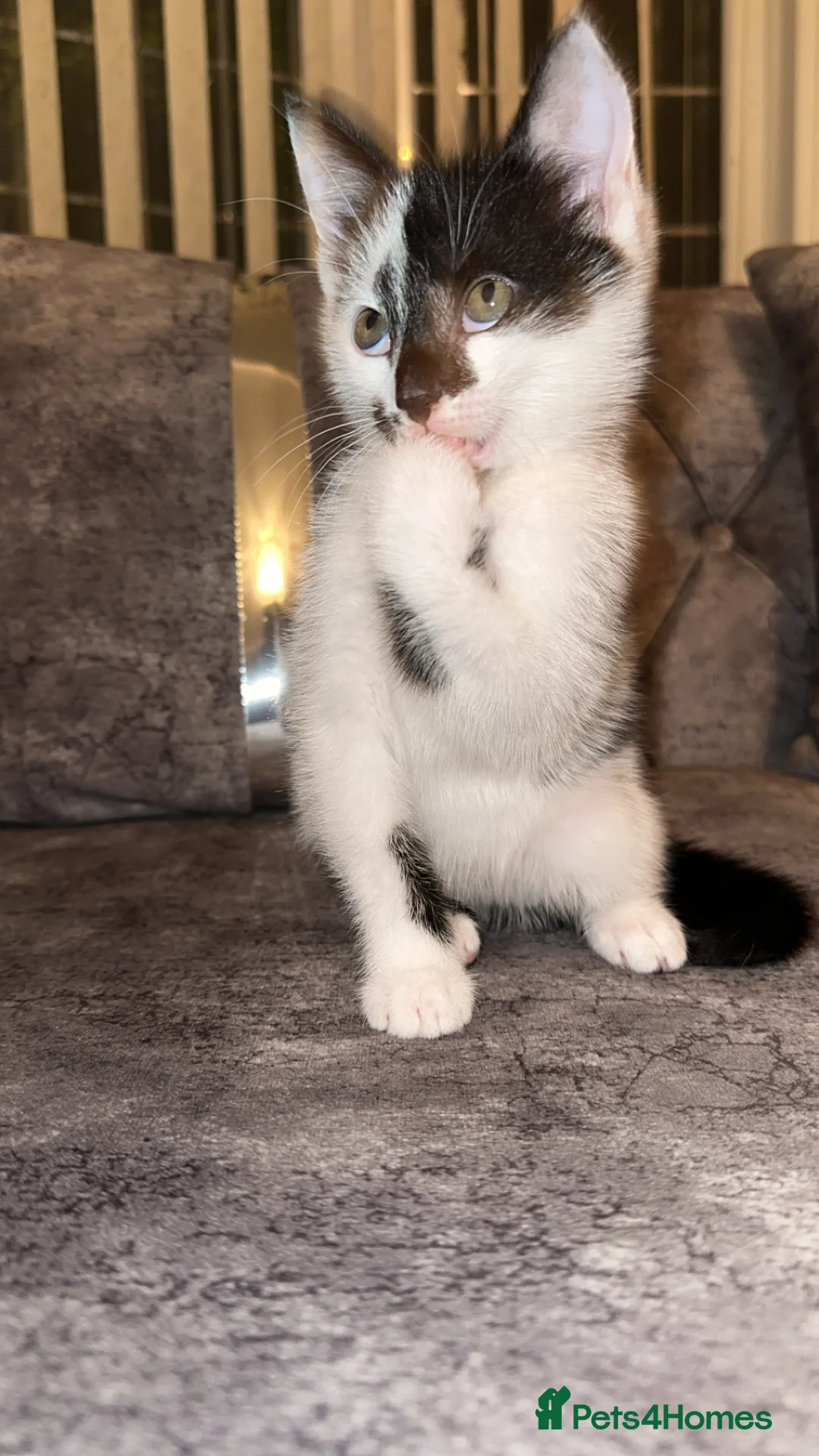 Domestic Shorthair cats for sale: Gorgeous tabby and British shorthair kitten - Advert 18