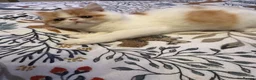 Persian cats for sale: Male Persian.   - Advert 4