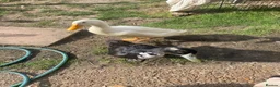 Ducks poultry for sale: Runner ducks for sale 4 months old - Advert 1