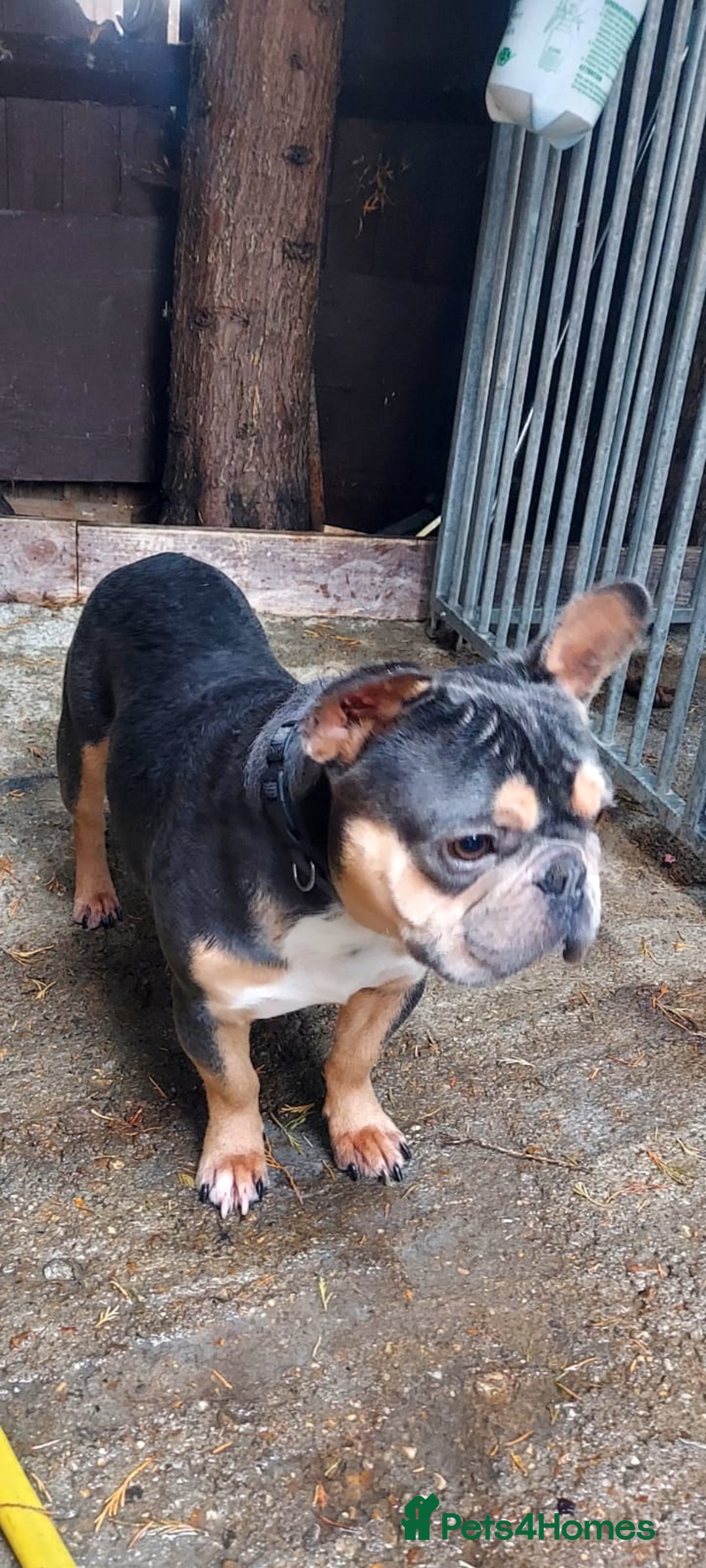 French Bulldog dogs for sale: French bulldog puppies  - Image 14