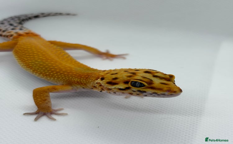 Gecko reptiles - Advert 8