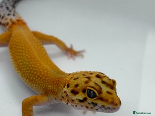 Gecko reptiles - Advert 31