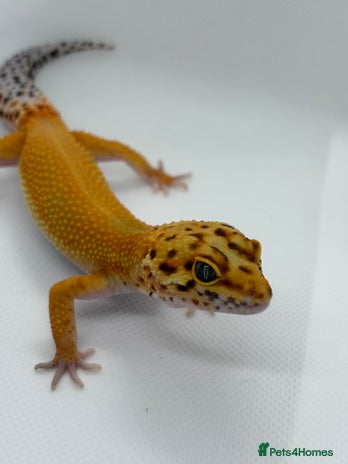 Gecko reptiles - Advert 2