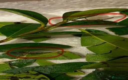 Stick Insects invertebrates for sale: Indian stick insects - Image 3