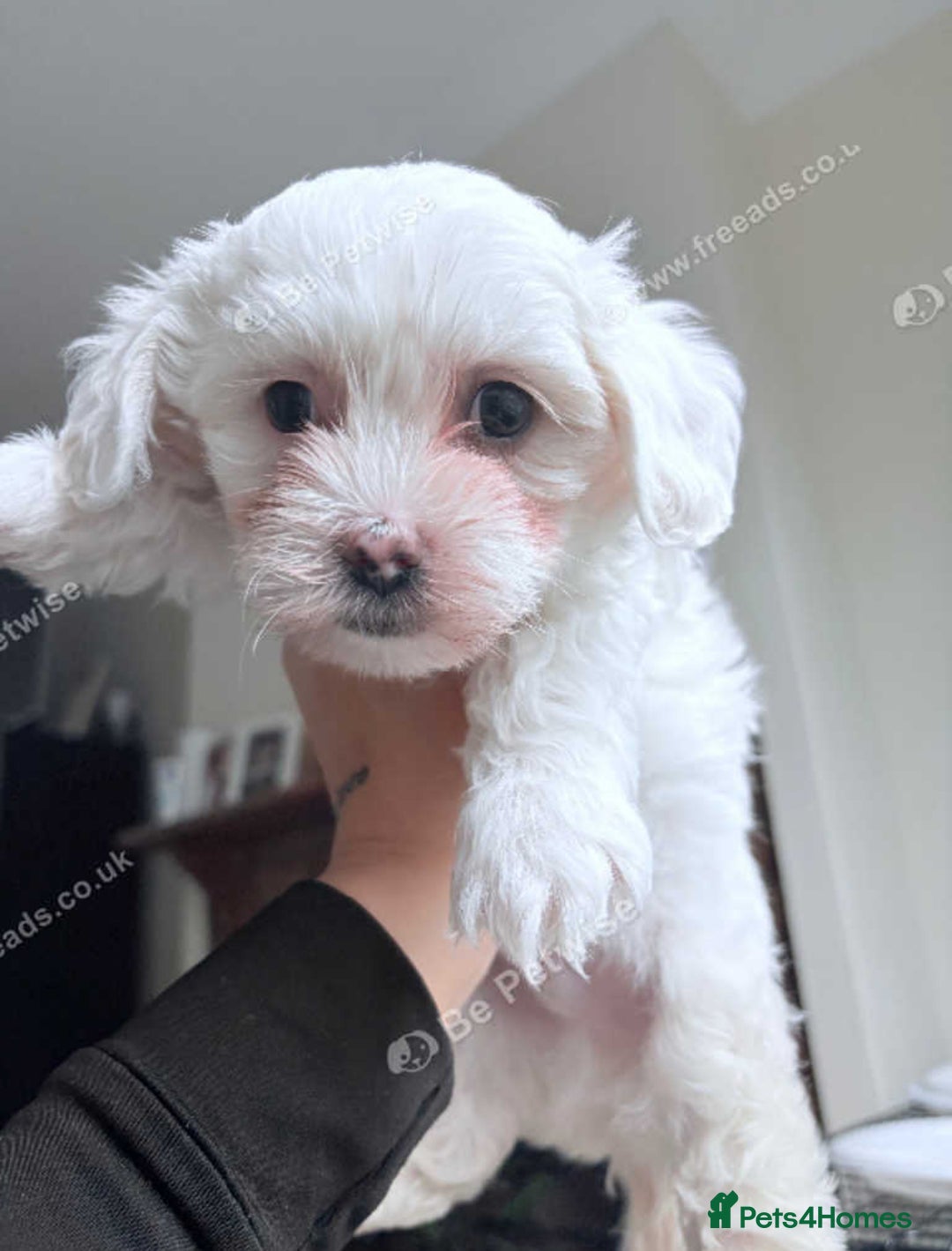 Bichon Frise dogs for sale: Bichon puppy for sale  - Advert 2