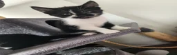Mixed Breed cats for sale: 3 lovely kittens  - Advert 11
