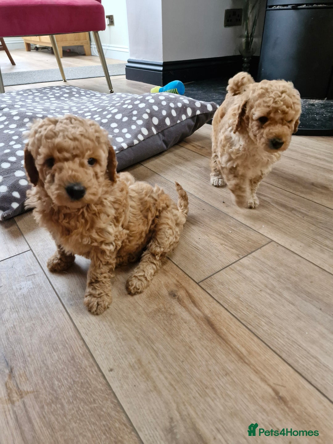 Miniature Poodle dogs for sale: Outstanding Show Quality MInature Poodles - Advert 20