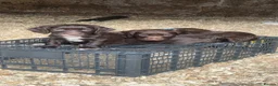 Sprocker dogs for sale: Sprocker Pups  - Advert 2