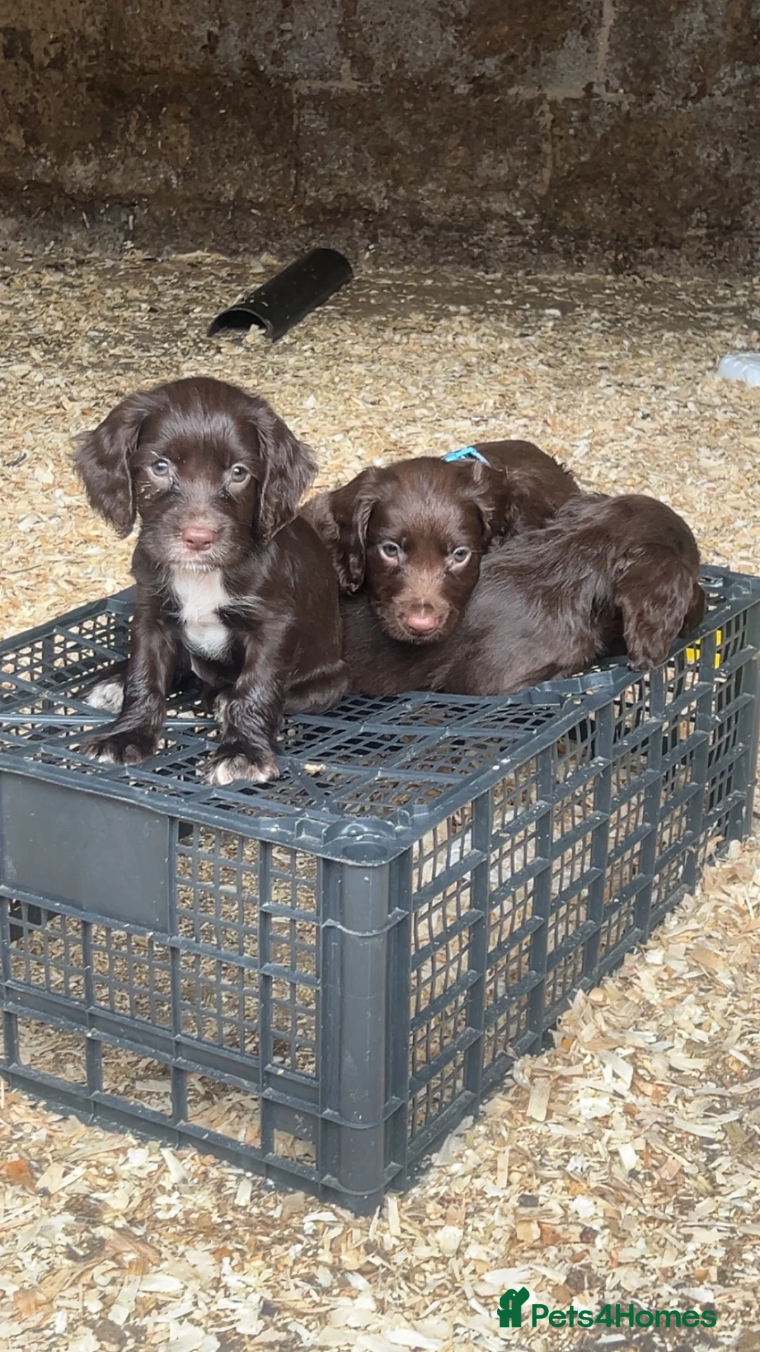 Sprocker dogs for sale: Sprocker Pups  - Advert 2