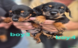 Mixed Breed dogs for sale: Beautiful Dorkie Puppies for sale - Image 3