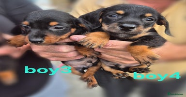 Mixed Breed dogs - Advert 8