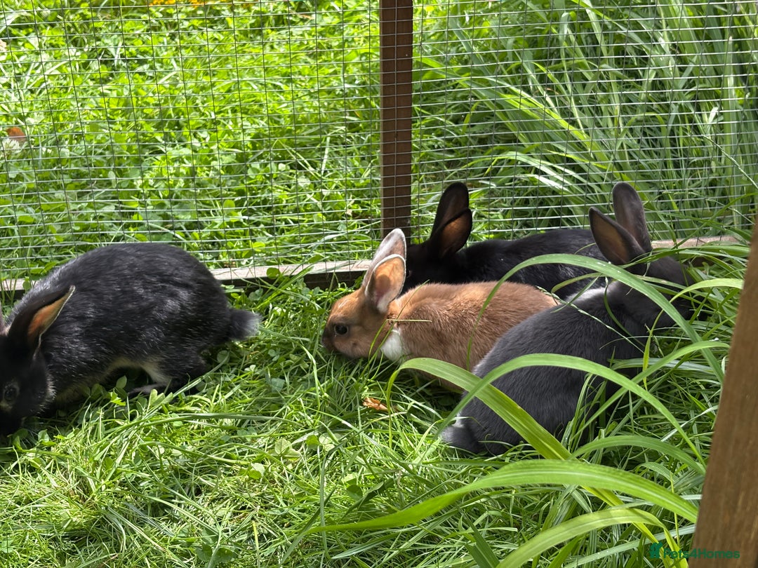 Mixed Breed rabbits for sale: Rex-lop cross bunnies only 3 left - Image 5