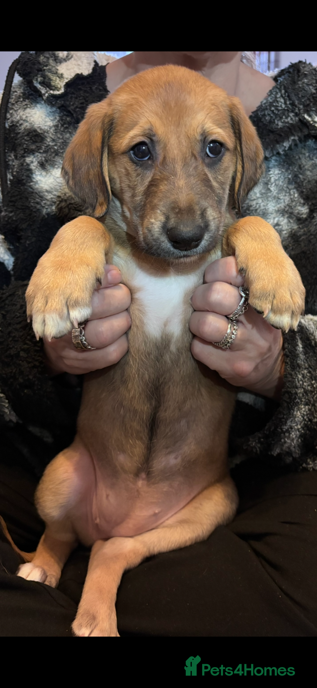 Mixed Breed dogs for sale: SalukiX⭐️ ONLY 4 Left ! READY TO GO  - Advert 33