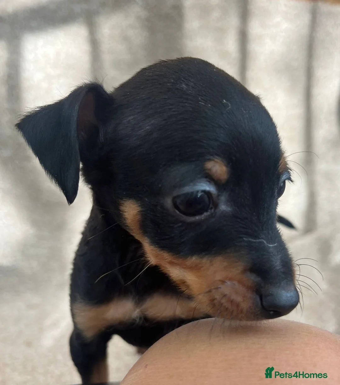 Miniature Pinscher dogs for sale: Beautiful  pinchers pups - Advert 2