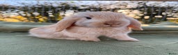 Mini Lop rabbits for sale: Mini Lop bunnies  - Advert 15