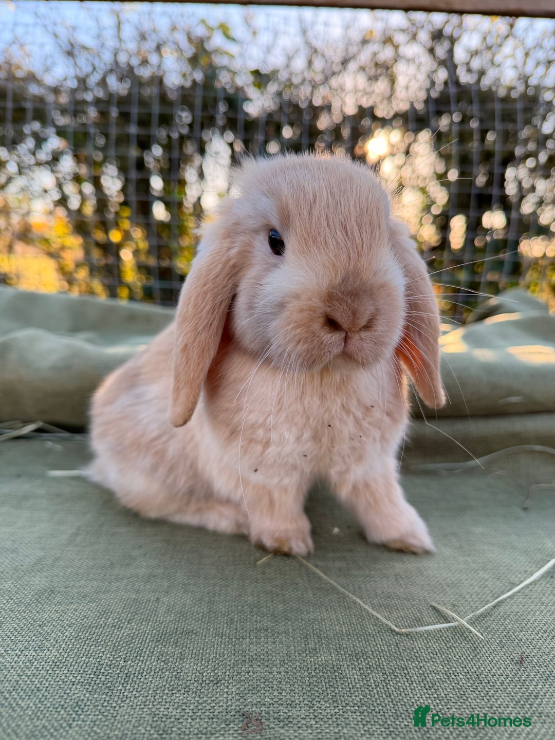 Mini Lop rabbits for sale: Mini Lop bunnies  - Advert 15