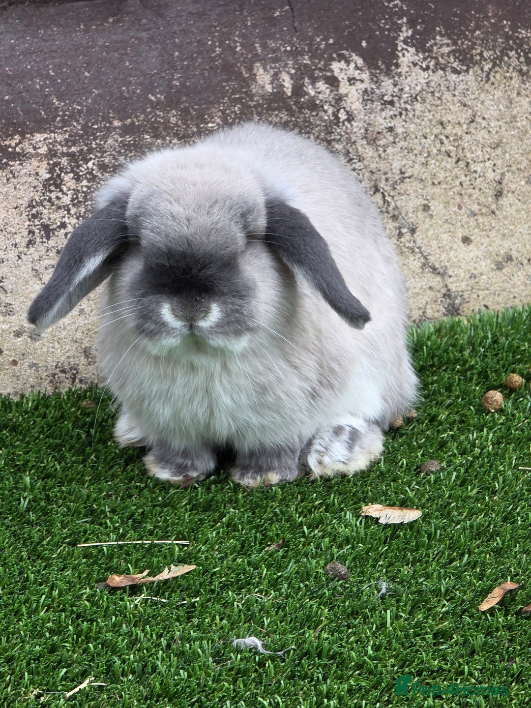 Mini Lop rabbits for sale: Two mini lops looking fir loving homes  - Advert 14