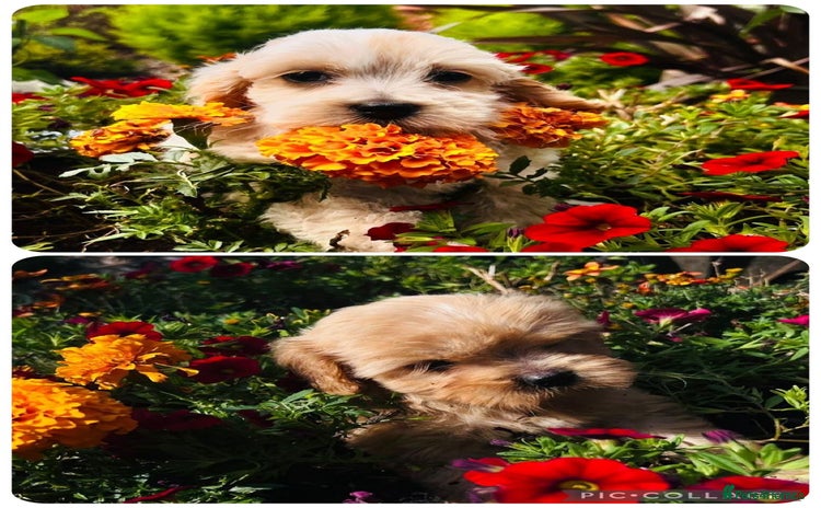 Cavapoo dogs - Advert 4