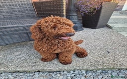 Miniature Poodle dogs for stud: Available for stud duties in Sheffield - Image 6