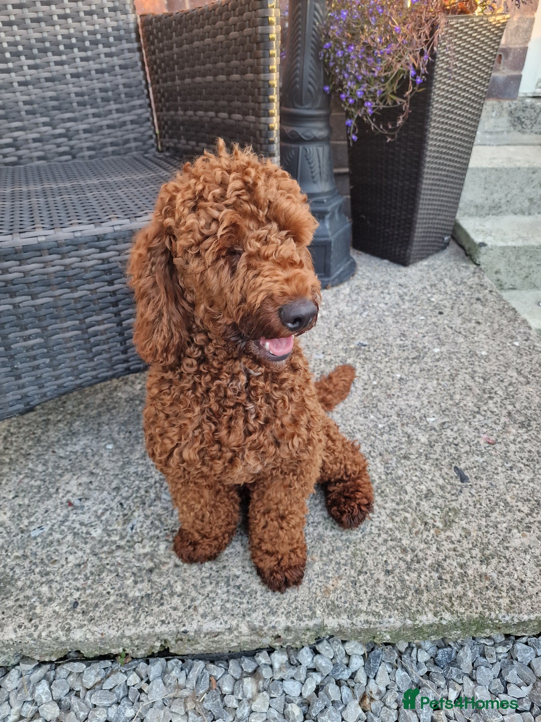 Miniature Poodle dogs for stud: Available for stud duties in Sheffield - Image 6
