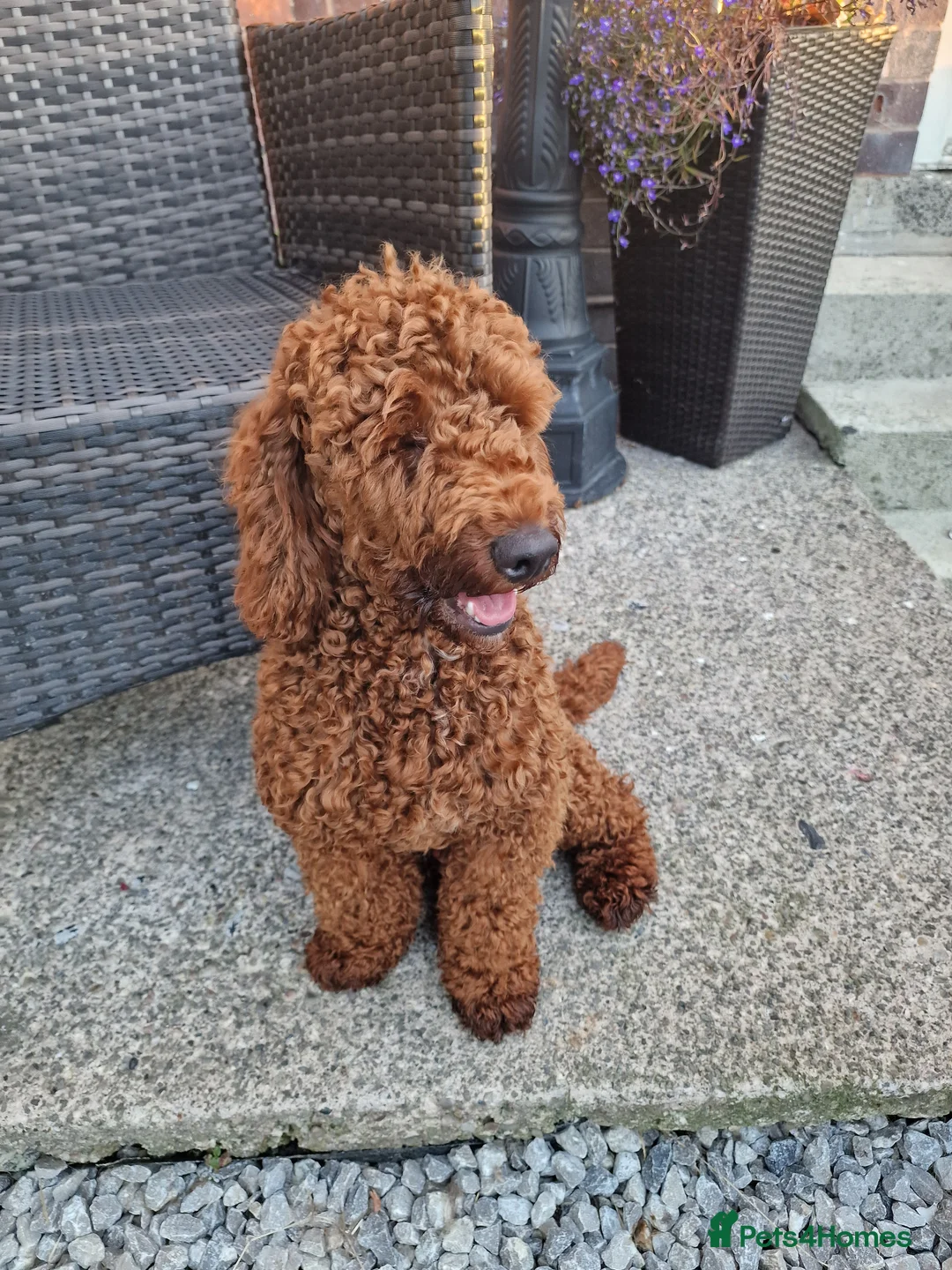 Miniature Poodle dogs for stud: Available for stud duties in Sheffield - Advert 6