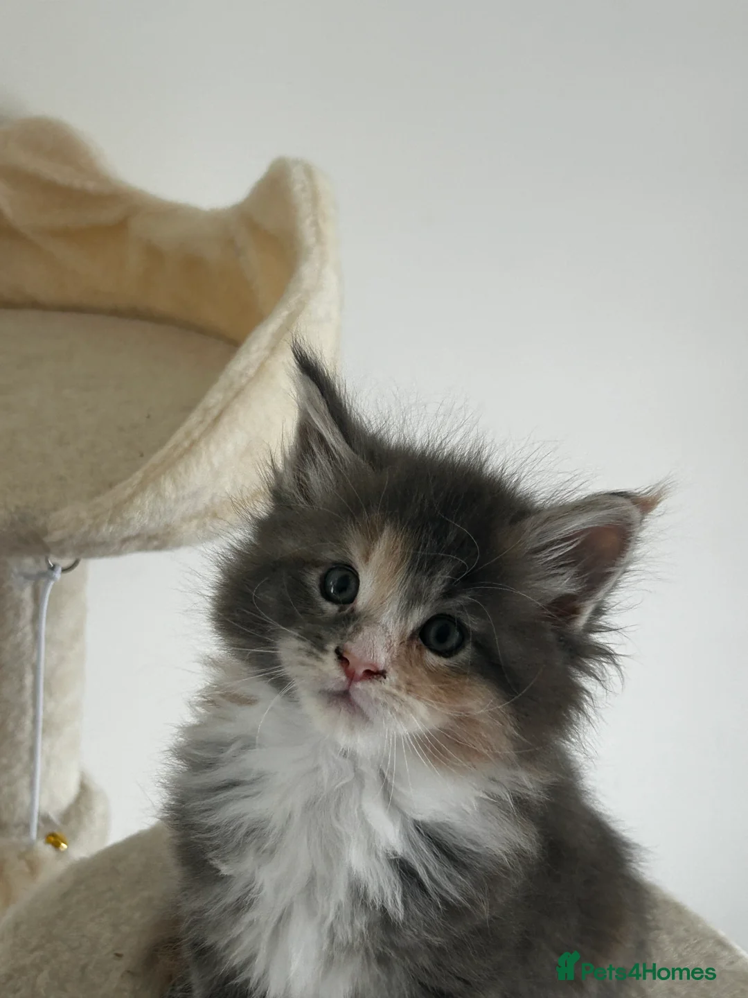 Maine Coon cats for sale: Find Your Purrfect Match! - Advert 23