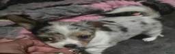 Chihuahua dogs for sale: Adorable Chihuahua Puppies  in Chelmsford - Advert 10