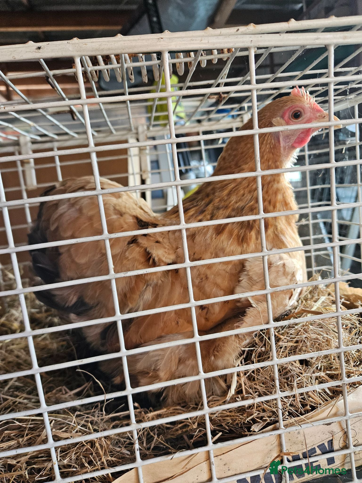 Chickens poultry Pekin Bantam Hen - Advert 4
