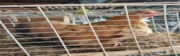 Chickens poultry for sale: Pekin Bantam Hen in Bristol - Advert 1