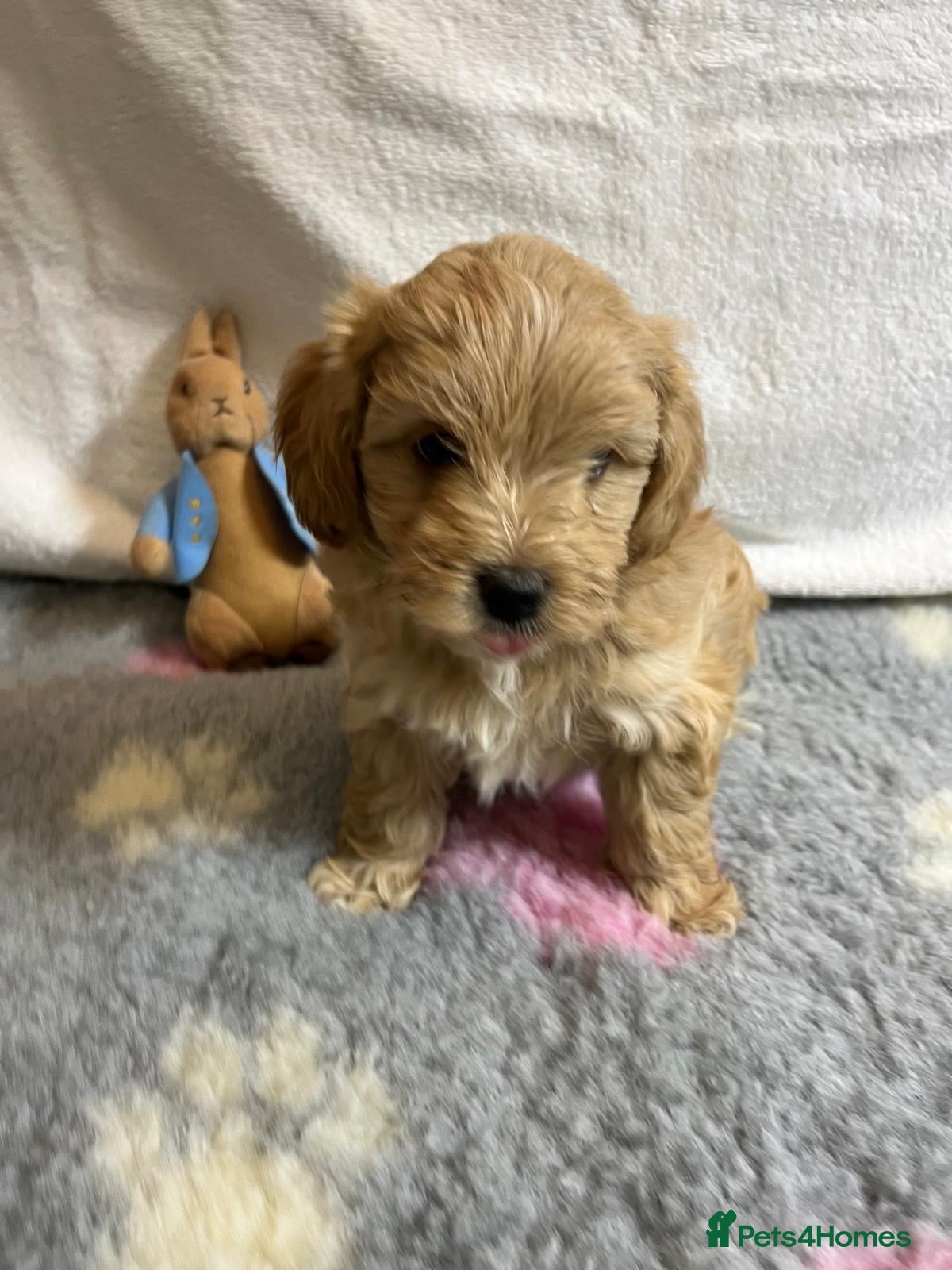 Maltipoo dogs for sale: 🤩 4 f1 stunning male Maltipoo 🤩 - Advert 3