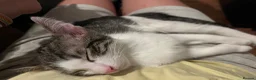 Mixed Breed cats for sale: 2 male kittens  in Nottingham - Advert 9