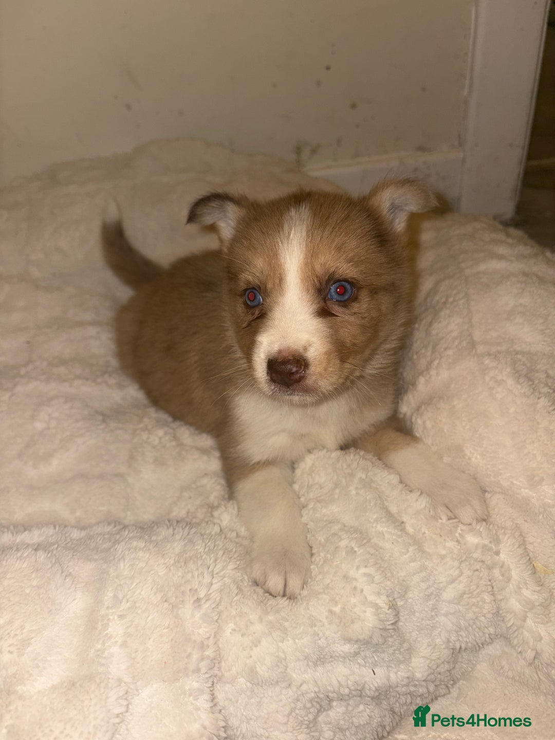 Mixed Breed dogs for sale: Beautiful Husky x Australian Shepherd Puppies - Advert 1