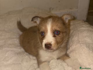 Mixed Breed dogs Beautiful Husky x Australian Shepherd Puppies - Advert 2