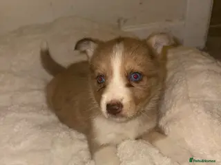 Mixed Breed dogs Beautiful Husky x Australian Shepherd Puppies - Advert 5
