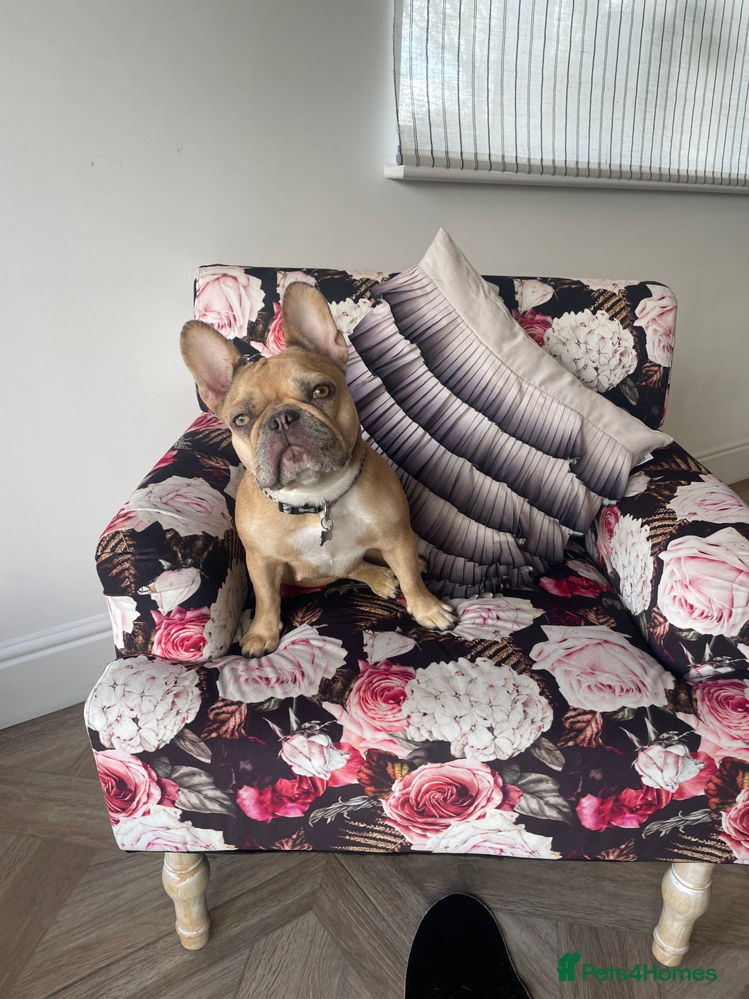 French Bulldog dogs for sale: French bulldog Luna 3 years old  - Advert 4