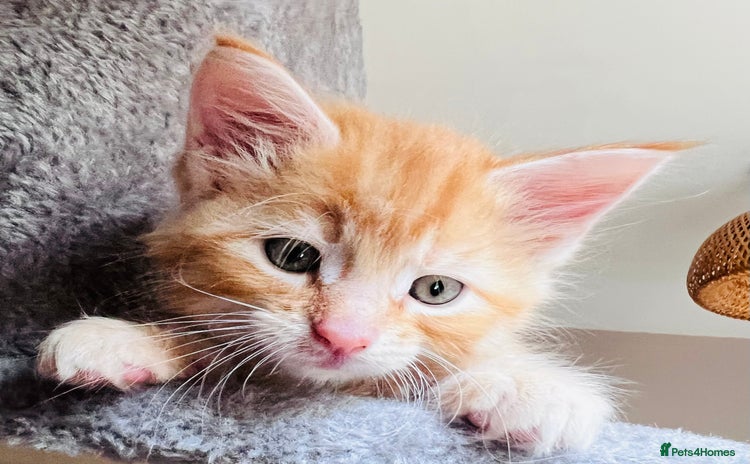 Maine Coon cats - Advert 4