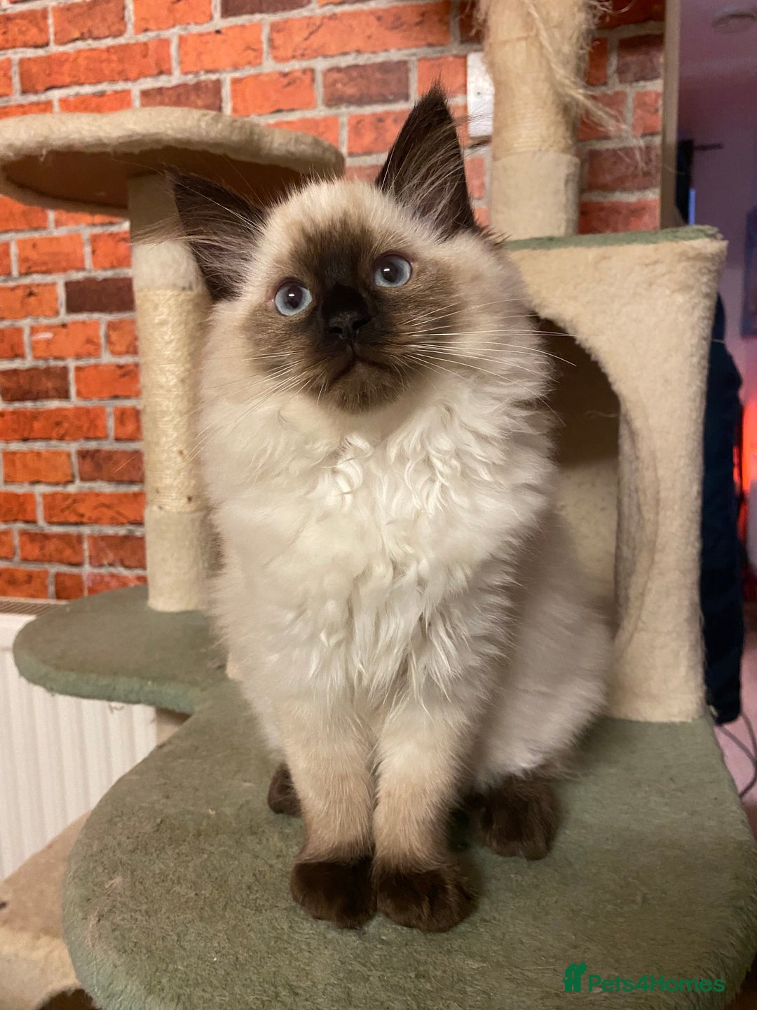 Ragdoll cats for sale: Female ragdoll  - Advert 7