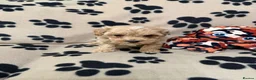 Poochon dogs for sale: ***Beautiful Poochon puppies Boys and Girls*** - Advert 21