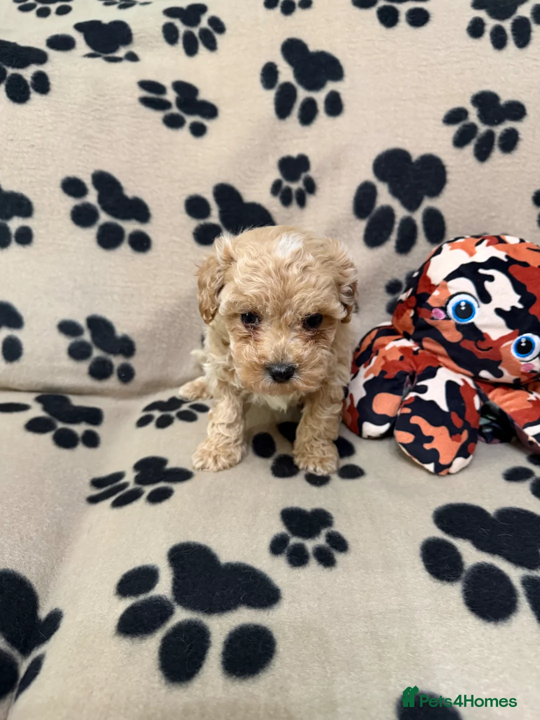 Poochon dogs for sale: ***Beautiful Poochon puppies Boys and Girls*** - Advert 21