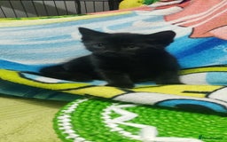 Bombay cats for sale: 4 adorable kittens for sale mixed breed litter ⁠♡ - Image 11
