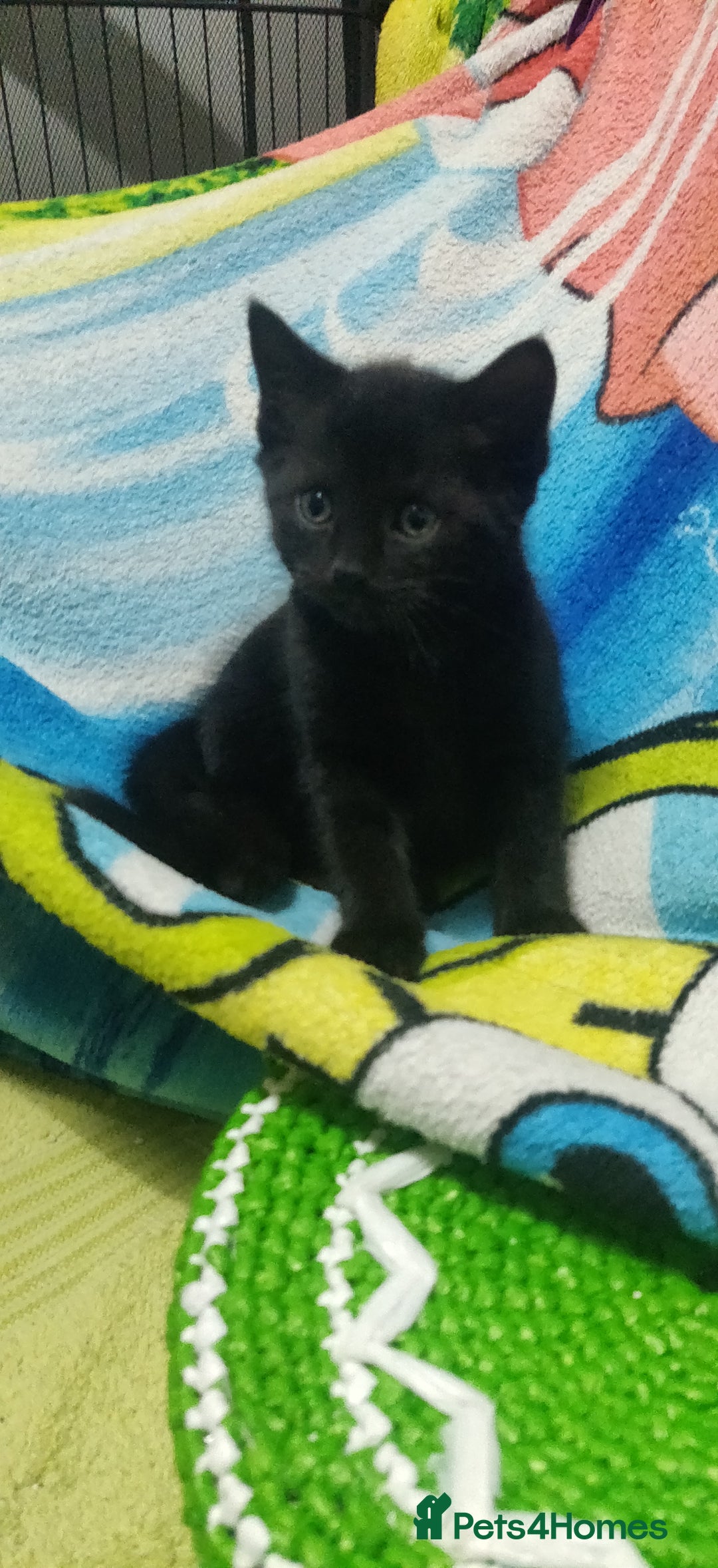 Bombay cats for sale: 4 adorable kittens for sale mixed breed litter ⁠♡ - Image 11