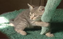 Mixed Breed cats for sale: Awesome Spotty Dotty Silver  Blue Bengal x Kittens - Image 24
