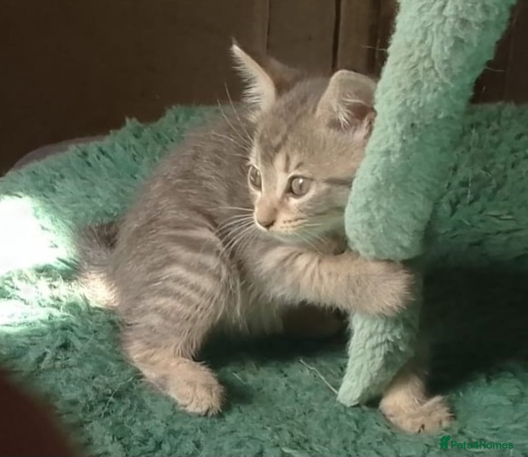 Mixed Breed cats for sale: Awesome Spotty Dotty Silver  Blue Bengal x Kittens - Image 24