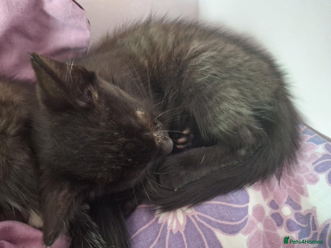 Mixed Breed cats for sale: Black and black and white kittens - Image 6