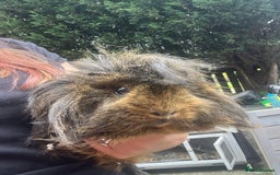 Guinea Pig rodents for sale: 4 Guinea pigs, hutches and accessories  - Image 2