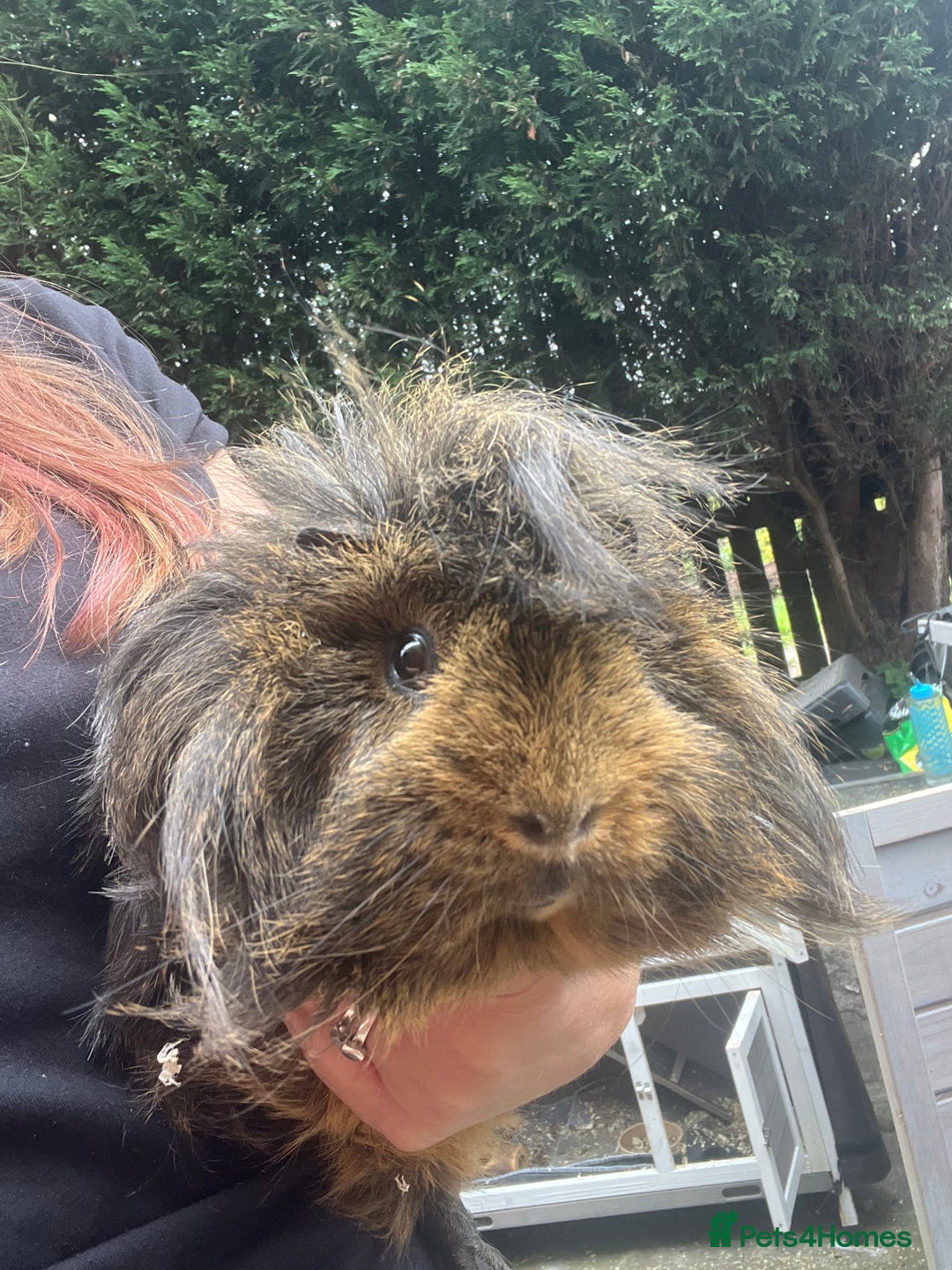 Guinea Pig rodents for sale: 4 Guinea pigs, hutches and accessories  - Image 2