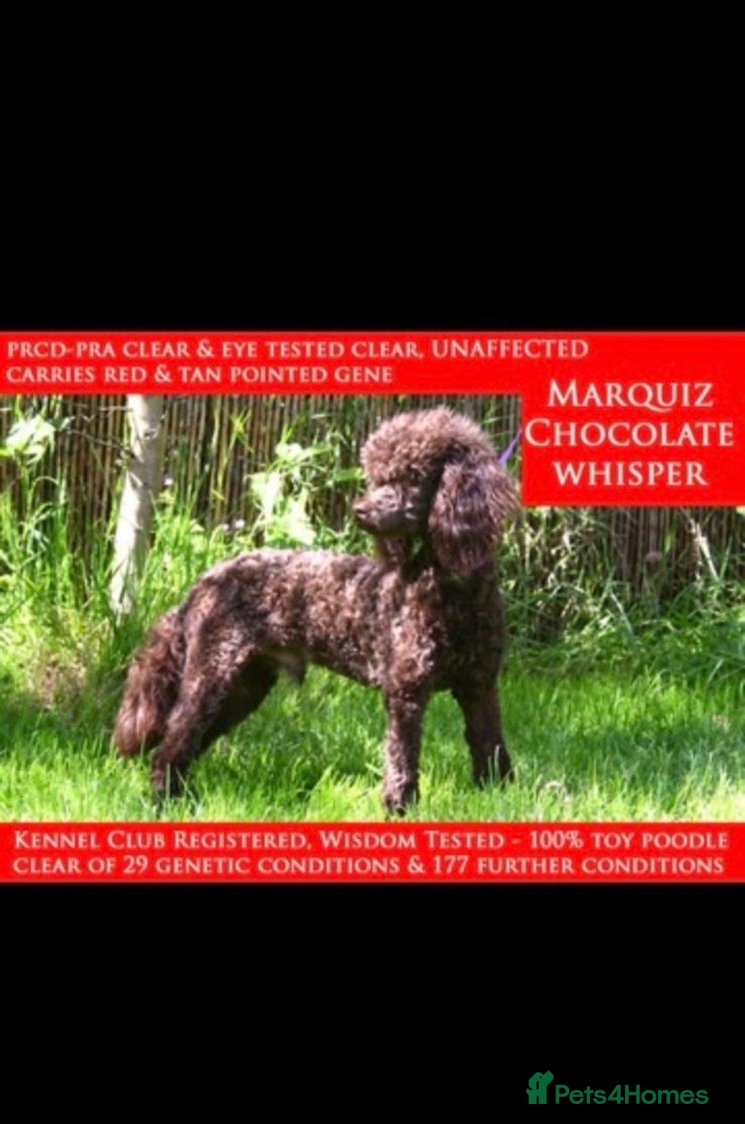 Cavapoochon dogs for sale: BEAUTIFUL CAVAPOOCHON PUPPYS HEALTH TESTED - Advert 10